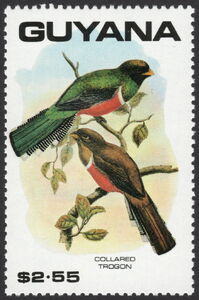 Collared TrogonĀ (Trogon collaris)